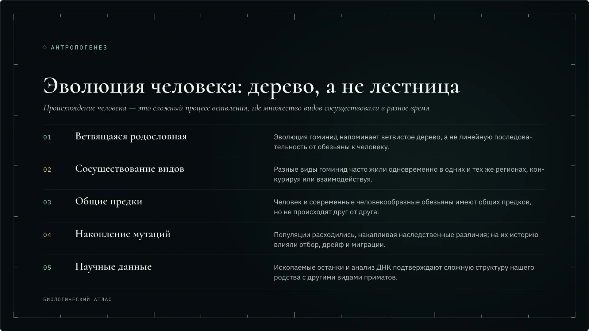 Слайд 3 «Эволюция человека: дерево, а не лестница» из презентации «Антропогенез: происхождение человека и научные данные».
