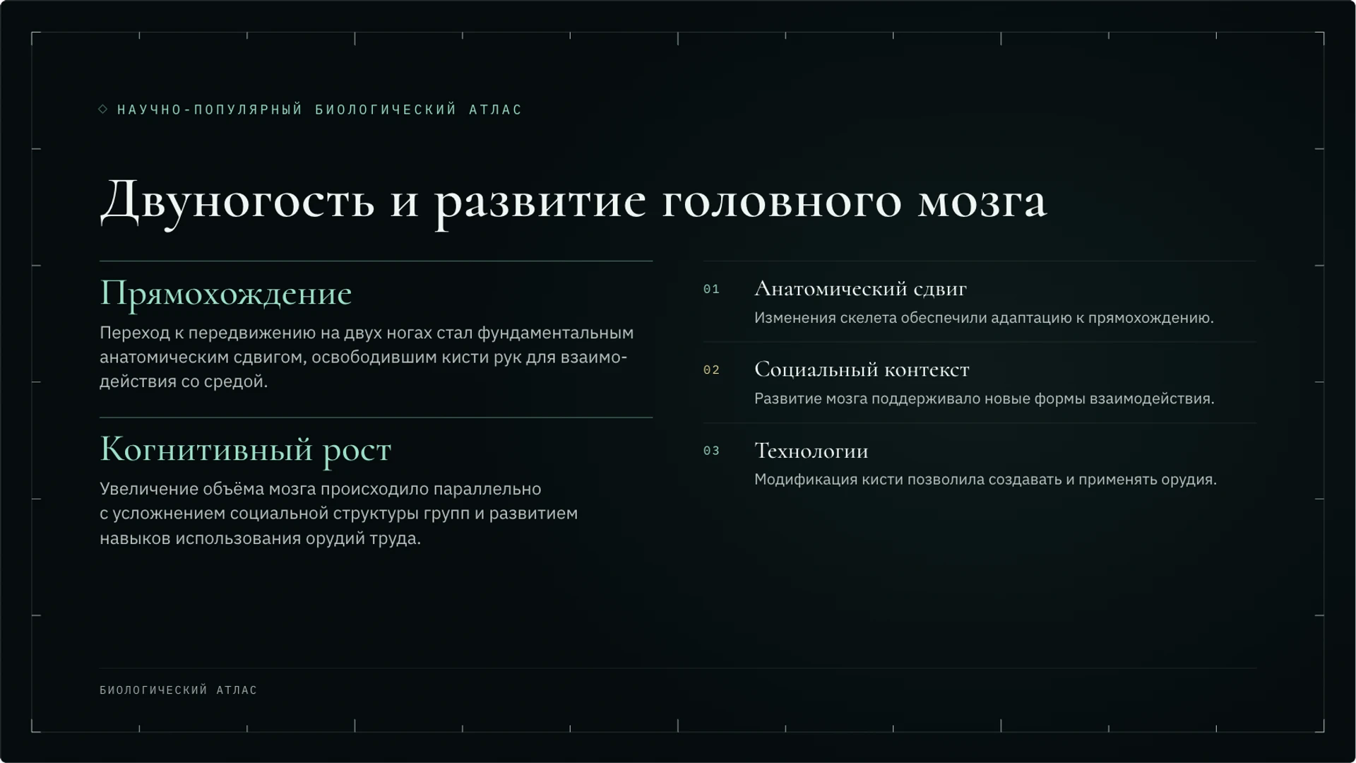 Слайд 4 «Двуногость и развитие головного мозга» из презентации «Антропогенез: происхождение человека и научные данные».