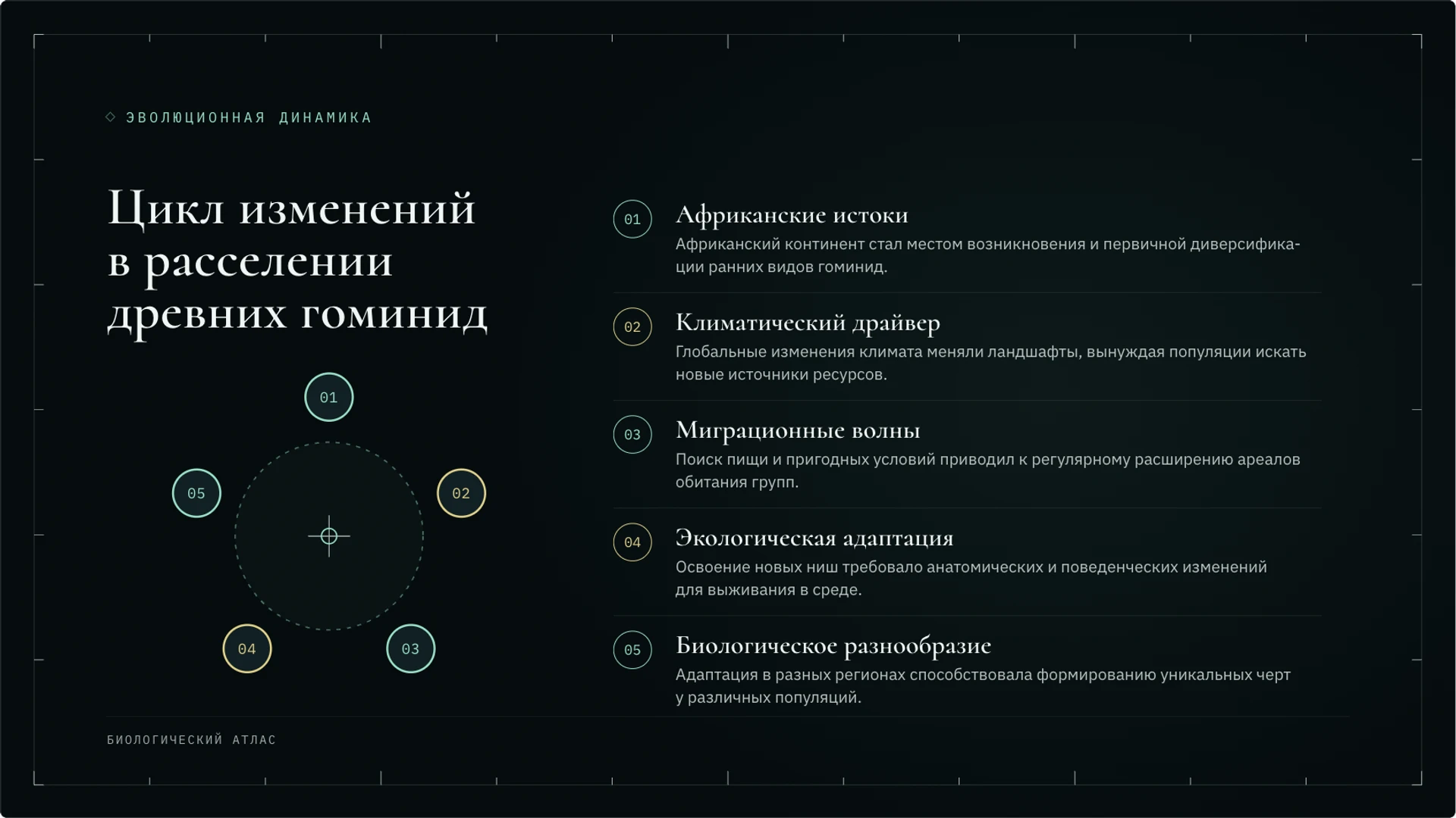 Слайд 6 «Цикл изменений в расселении древних гоминид» из презентации «Антропогенез: происхождение человека и научные данные».