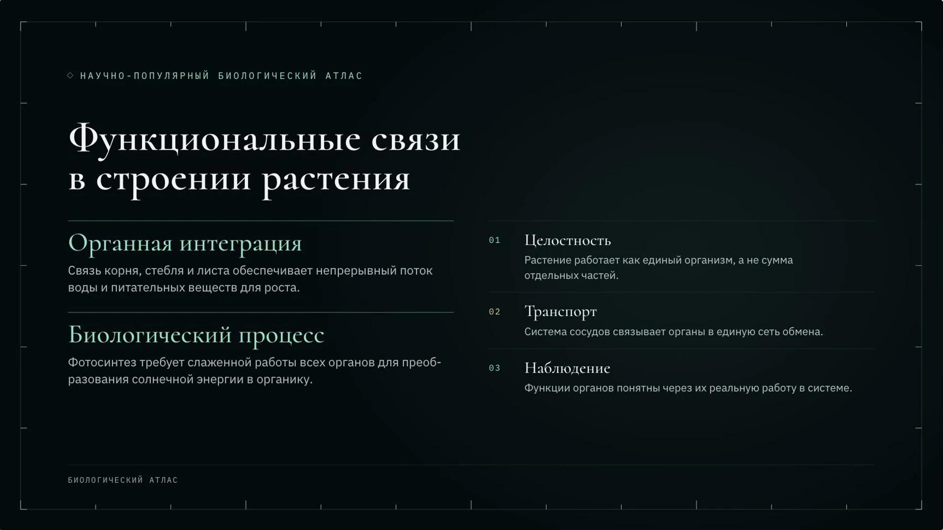 Слайд 4 «Функциональные связи в строении растения» из презентации «Ботаника: наука о растениях».