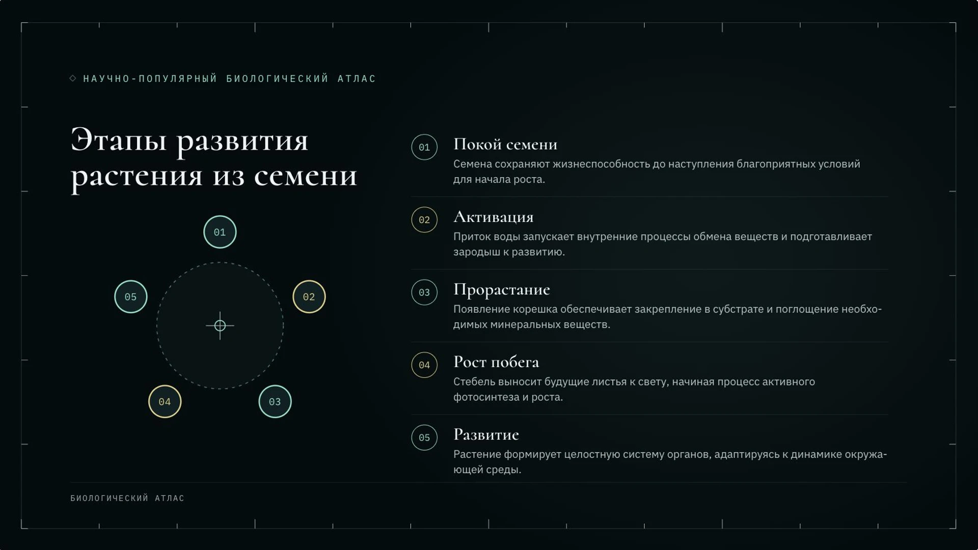 Слайд 6 «Этапы развития растения из семени» из презентации «Ботаника: наука о растениях».
