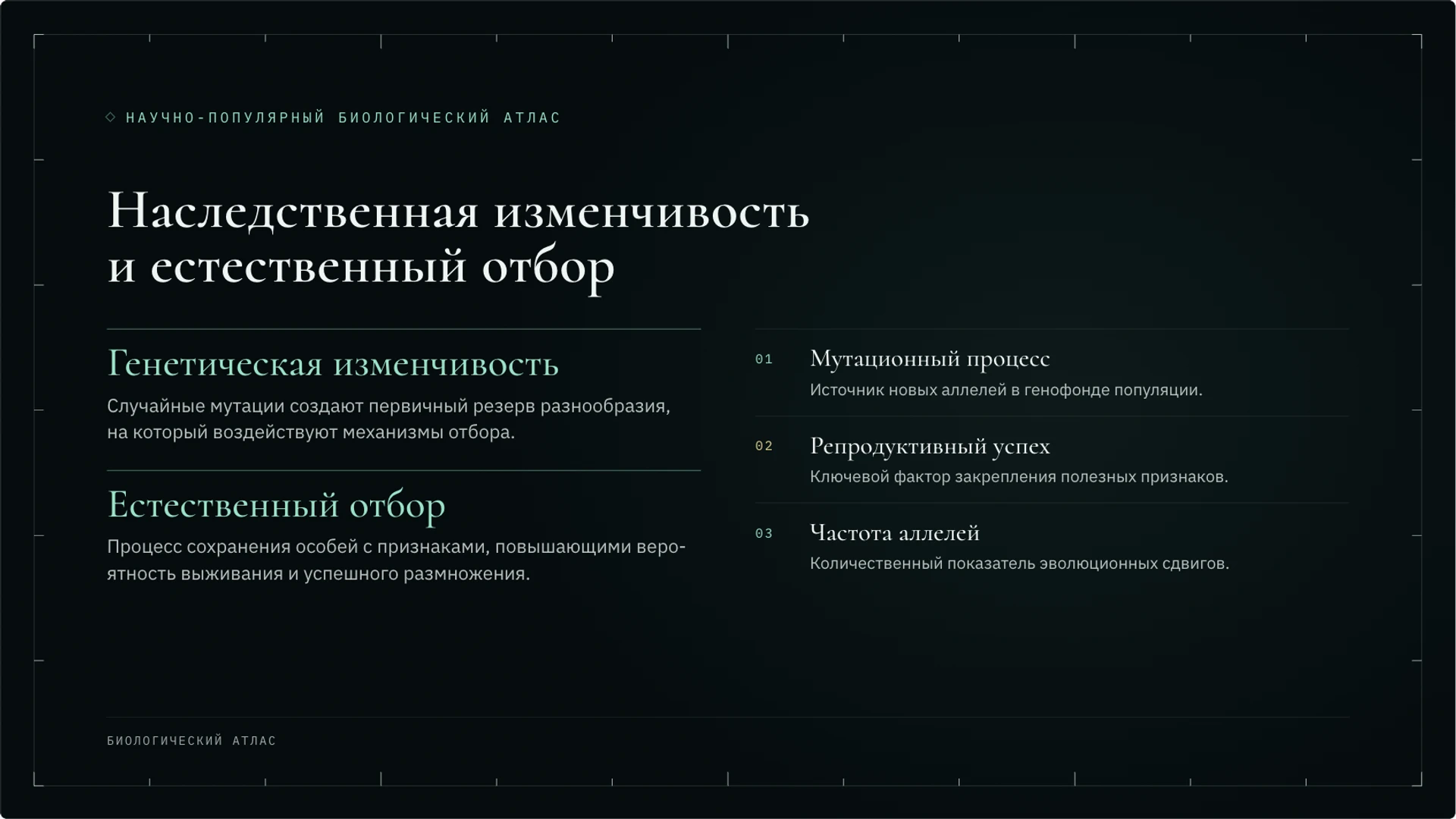 Слайд 4 «Наследственная изменчивость и естественный отбор» из презентации «Эволюция: механизмы и доказательства».