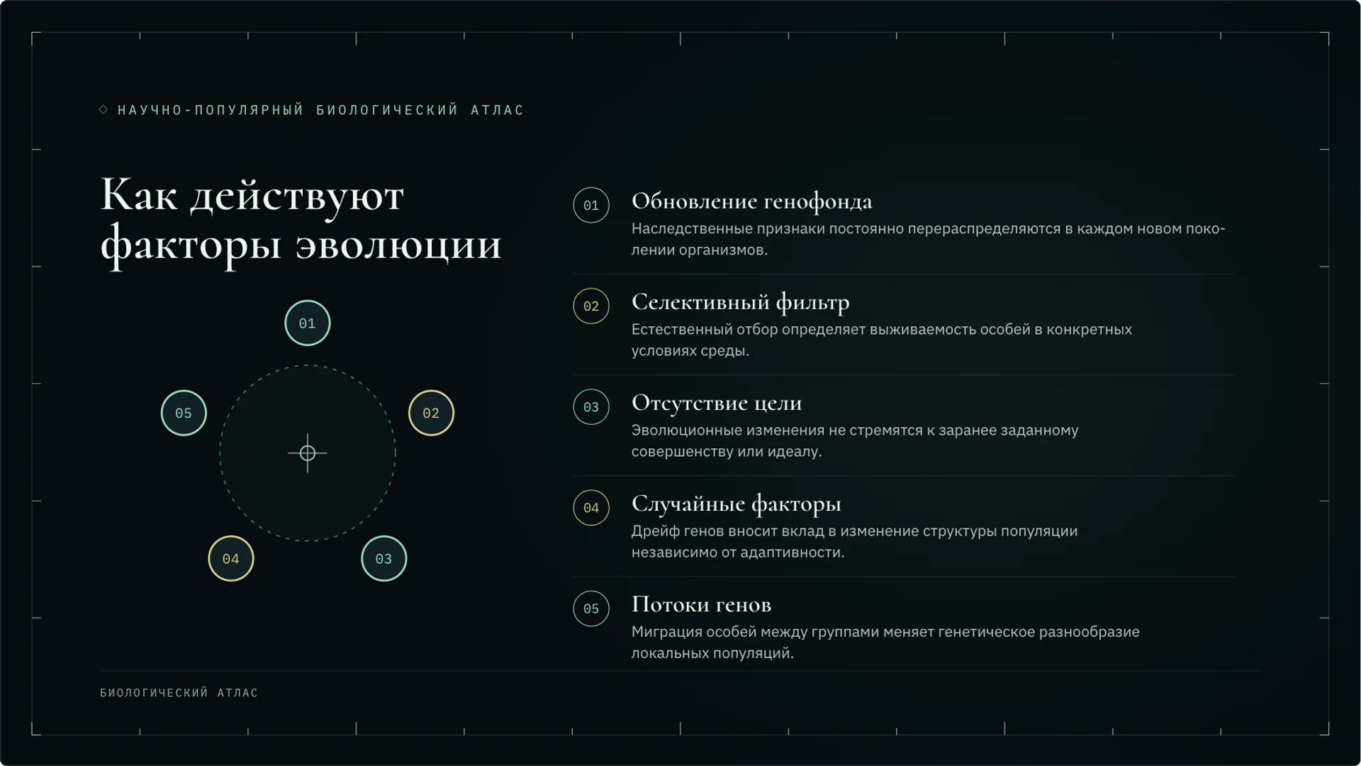 Слайд 6 «Как действуют факторы эволюции» из презентации «Эволюция: механизмы и доказательства».
