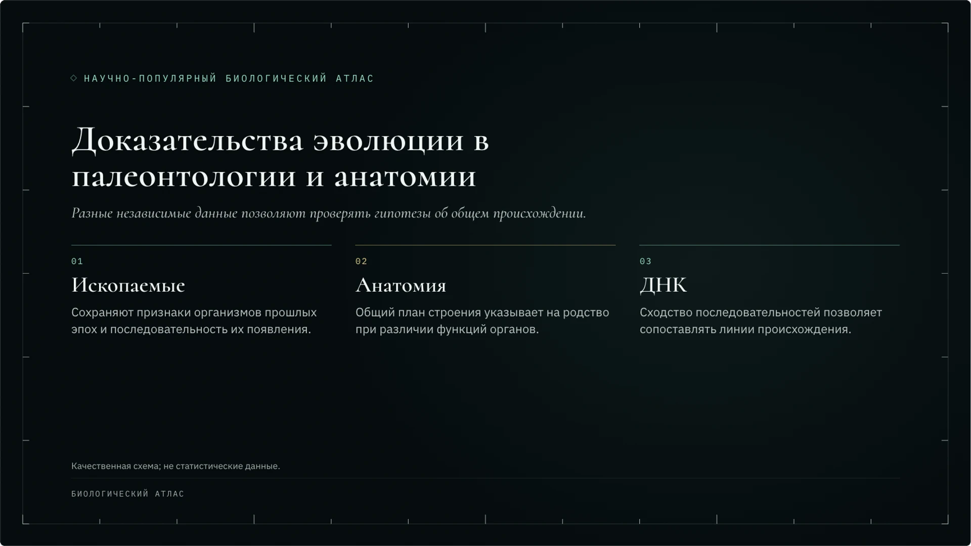 Слайд 8 «Доказательства эволюции в палеонтологии и анатомии» из презентации «Эволюция: механизмы и доказательства».