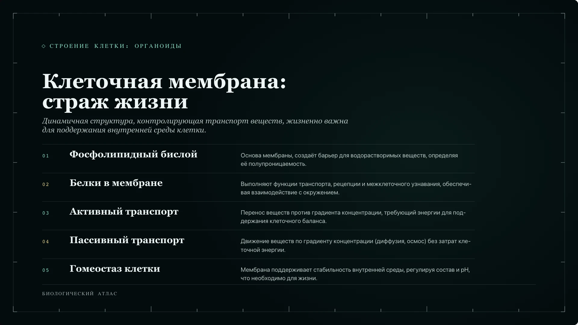 Слайд 3 «Клеточная мембрана: страж жизни» из презентации «Клетка: строение и функции».