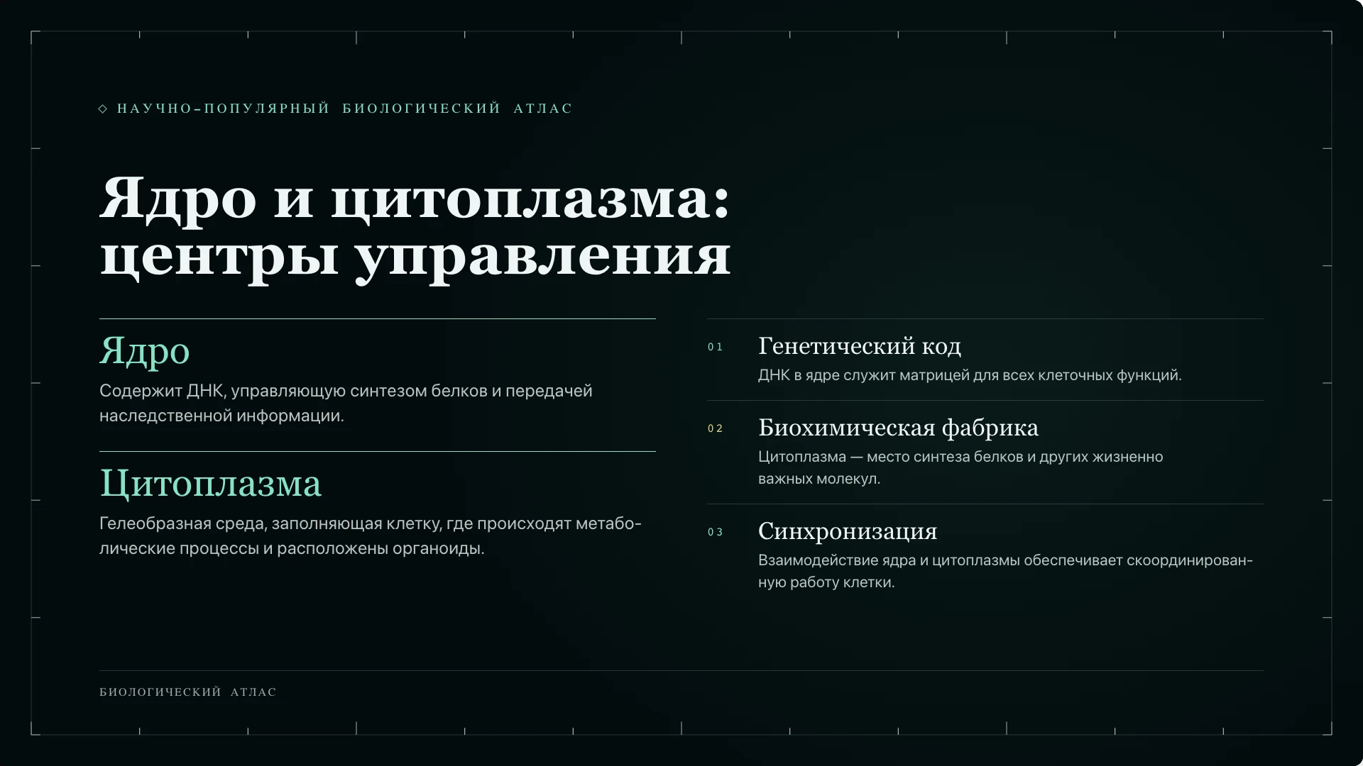 Слайд 4 «Ядро и цитоплазма: центры управления» из презентации «Клетка: строение и функции».