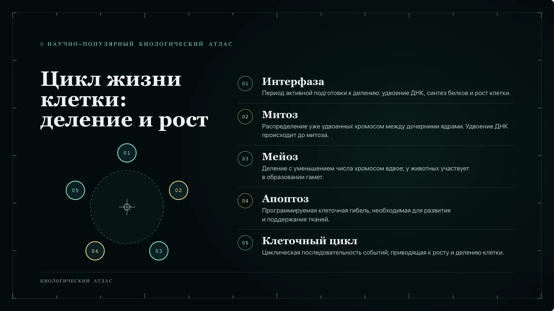 Слайд 6 «Цикл жизни клетки: деление и рост» из презентации «Клетка: строение и функции».