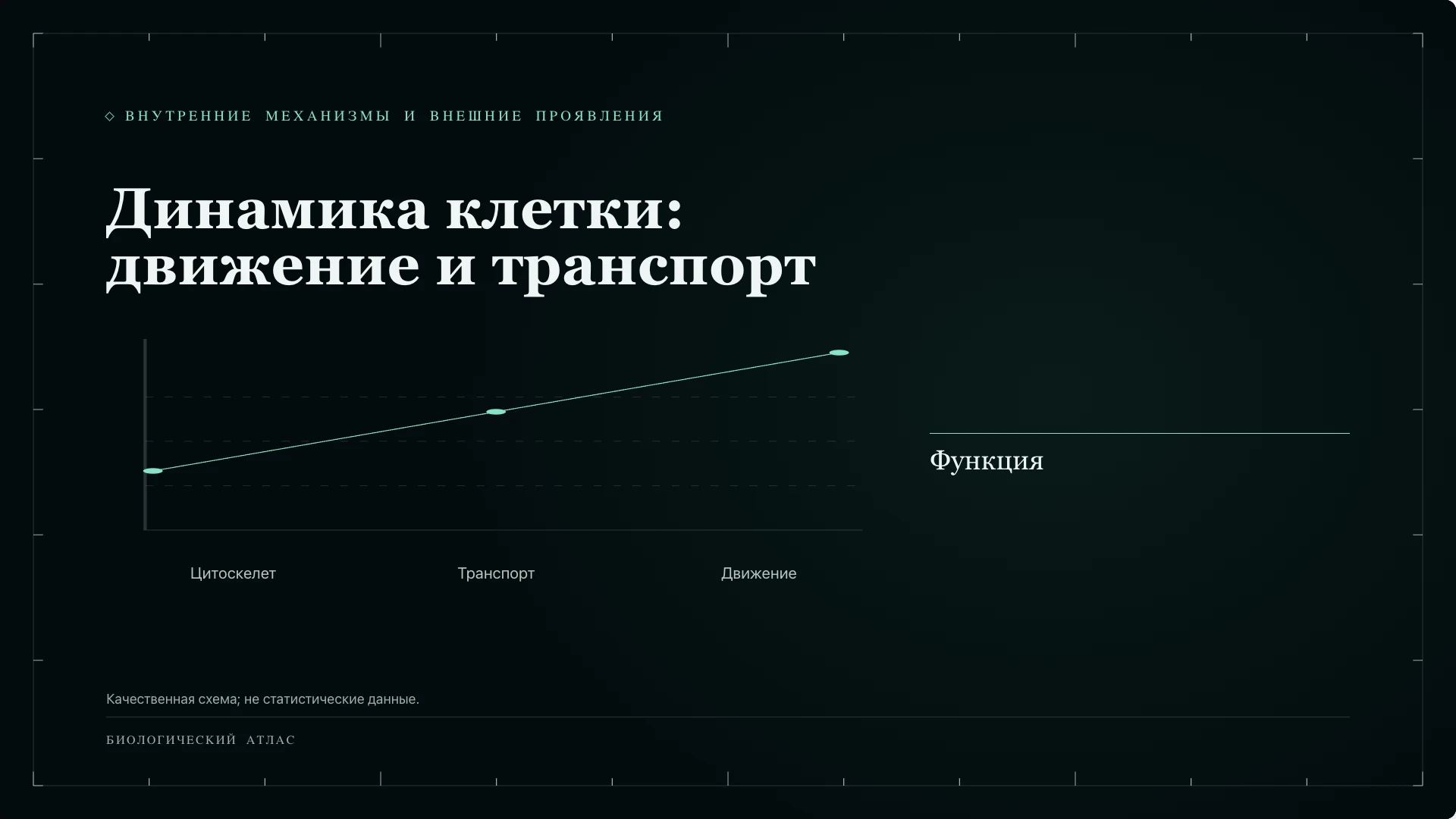 Слайд 8 «Динамика клетки: движение и транспорт» из презентации «Клетка: строение и функции».