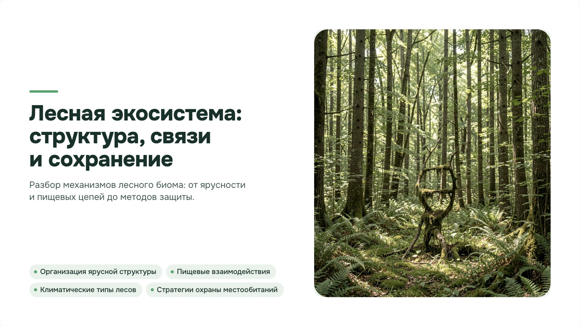 Обложка: Леса: ярусы, связи организмов и охрана