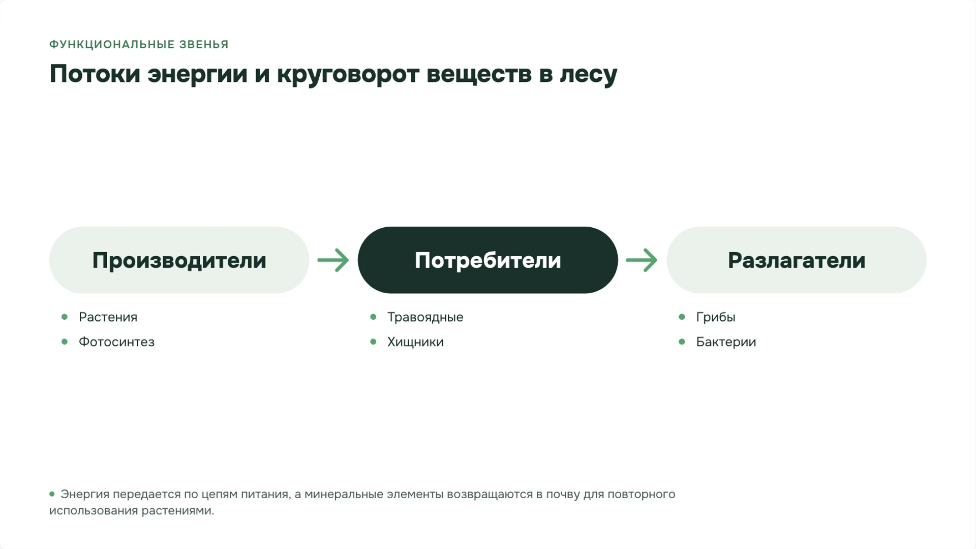 Слайд 3 «Потоки энергии и круговорот веществ в лесу» из презентации «Леса: ярусы, связи организмов и охрана».