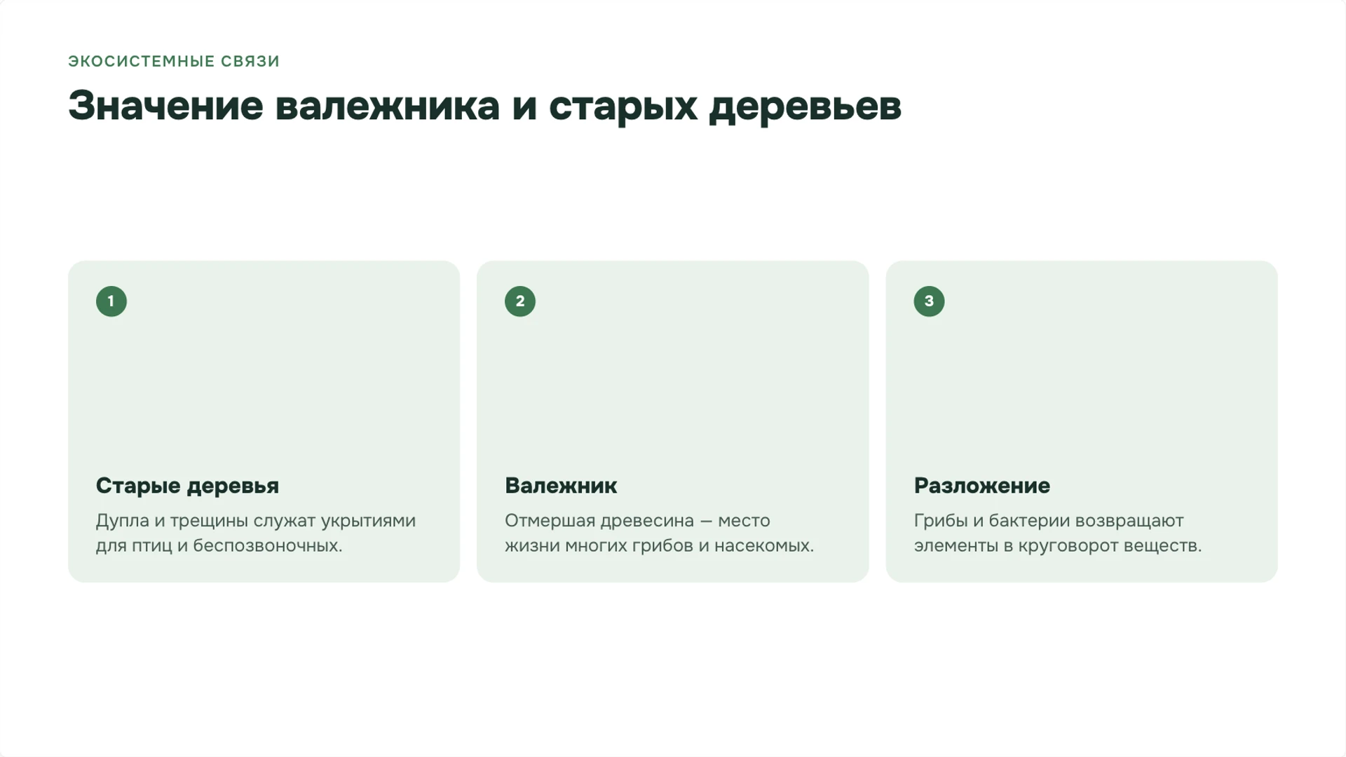 Слайд 8 «Значение валежника и старых деревьев» из презентации «Леса: ярусы, связи организмов и охрана».
