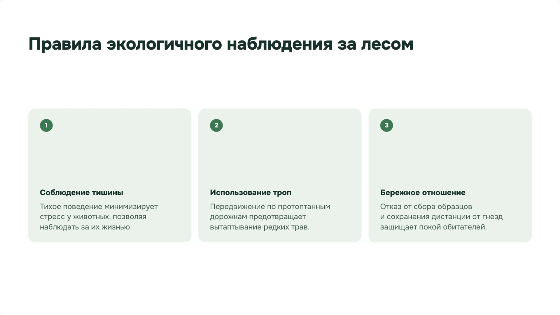 Слайд 9 «Правила экологичного наблюдения за лесом» из презентации «Леса: ярусы, связи организмов и охрана».
