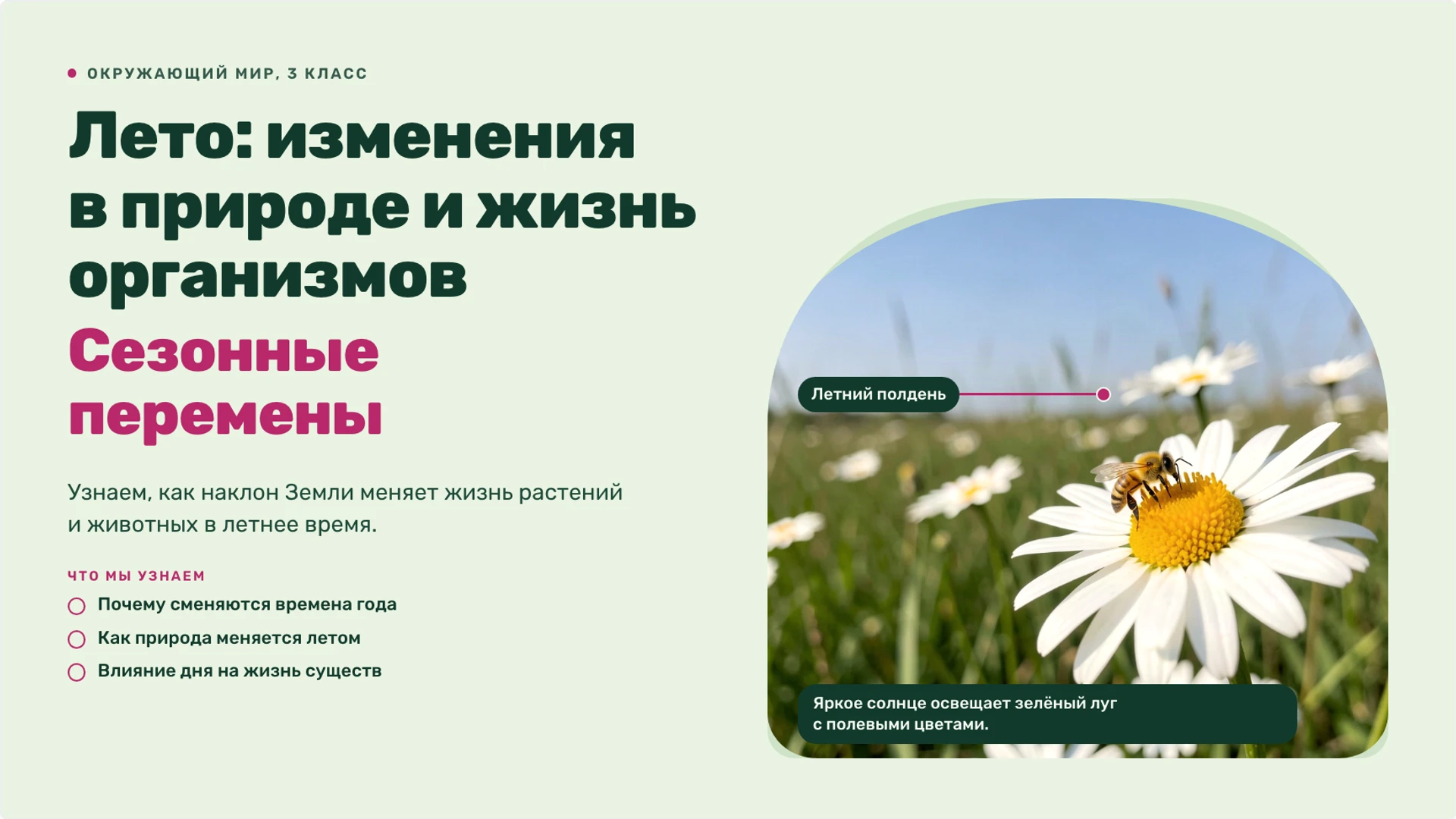 Обложка: Лето: изменения в природе и жизнь организмов