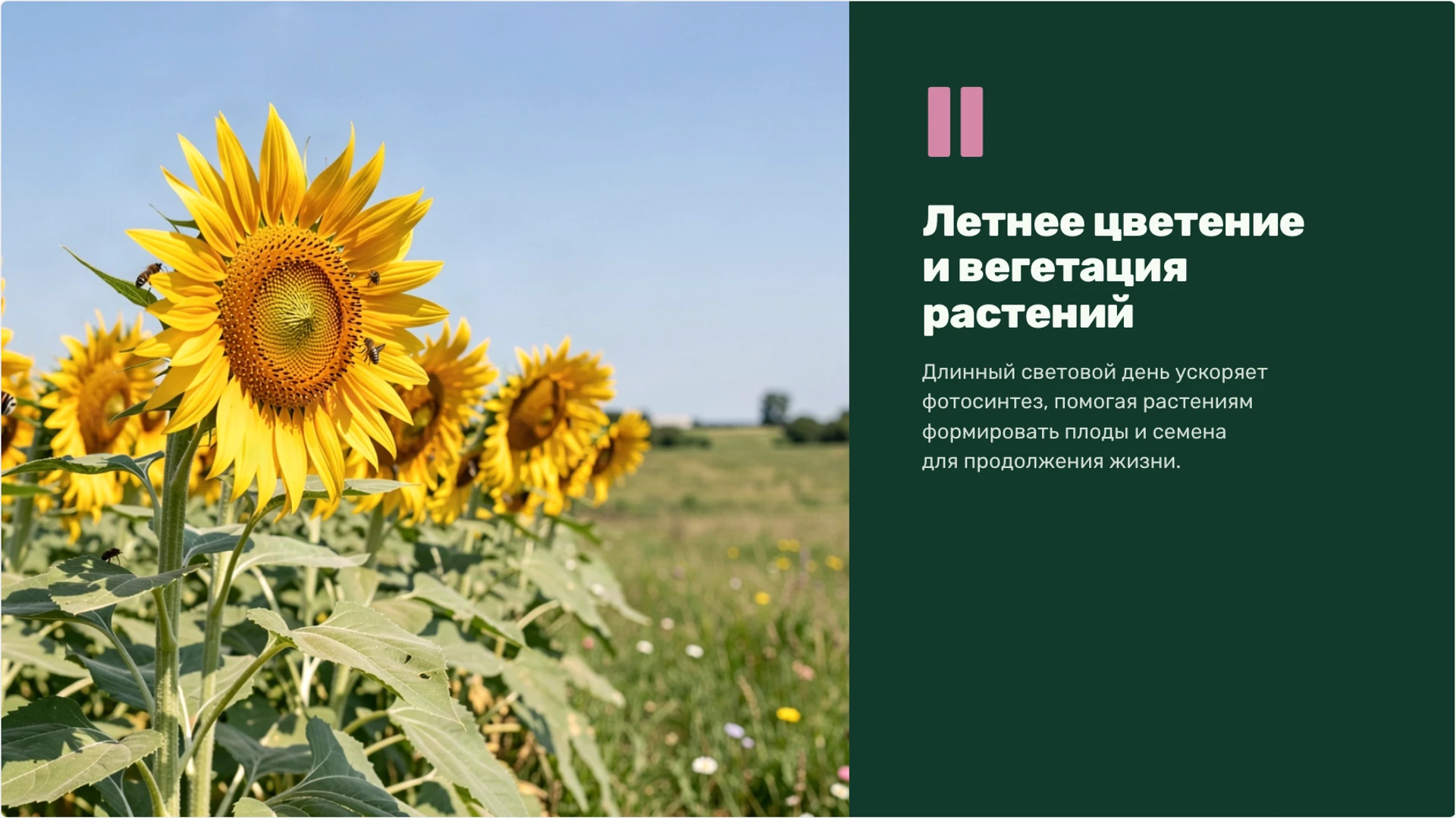 Слайд 5 «Летнее цветение и вегетация растений» из презентации «Лето: изменения в природе и жизнь организмов».