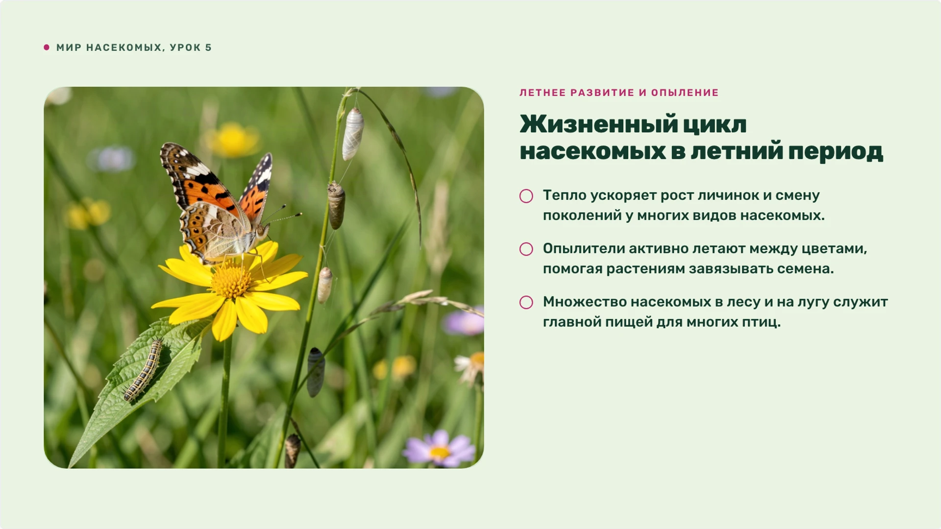 Слайд 6 «Жизненный цикл насекомых в летний период» из презентации «Лето: изменения в природе и жизнь организмов».