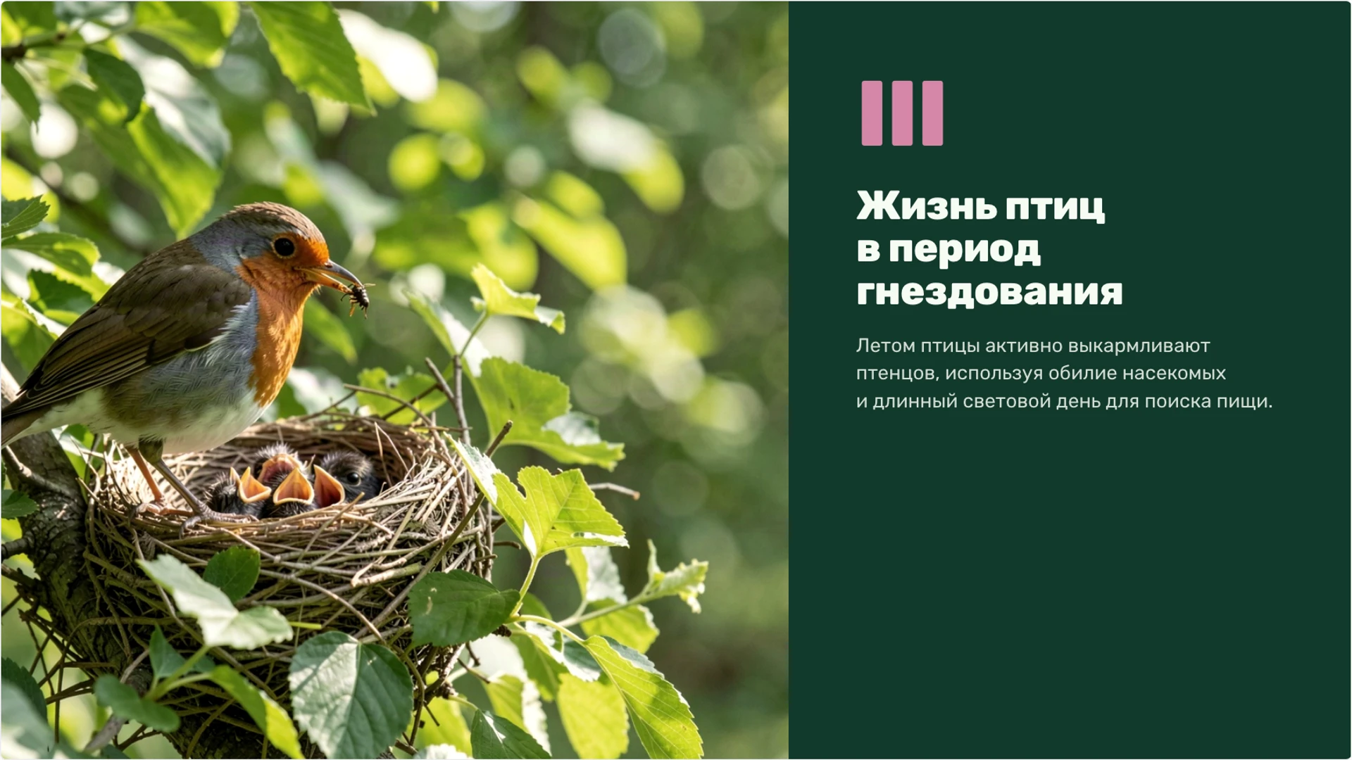 Слайд 8 «Жизнь птиц в период гнездования» из презентации «Лето: изменения в природе и жизнь организмов».