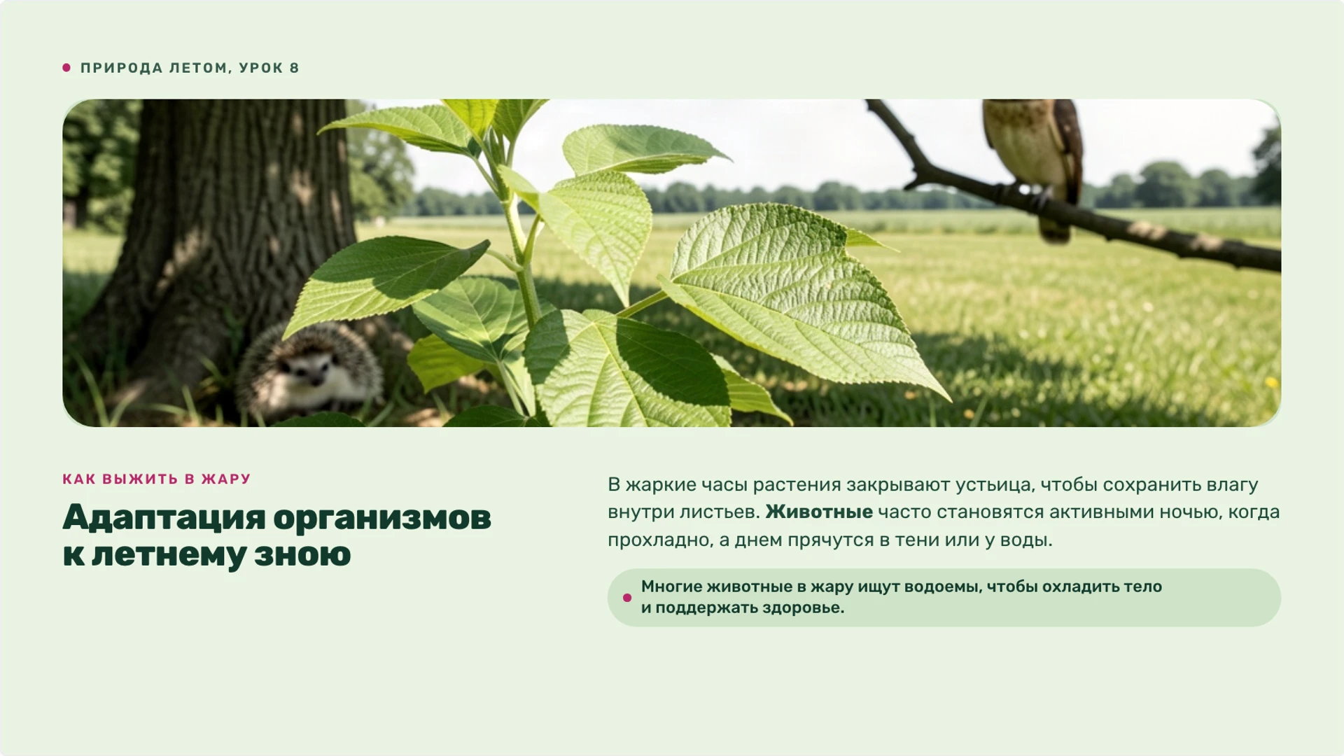 Слайд 9 «Адаптация организмов к летнему зною» из презентации «Лето: изменения в природе и жизнь организмов».