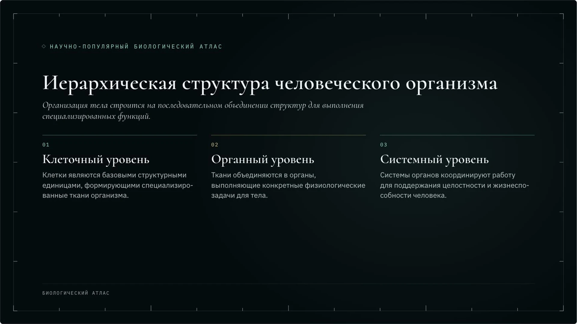 Слайд 2 «Иерархическая структура человеческого организма» из презентации «Организм человека: органы и системы органов».