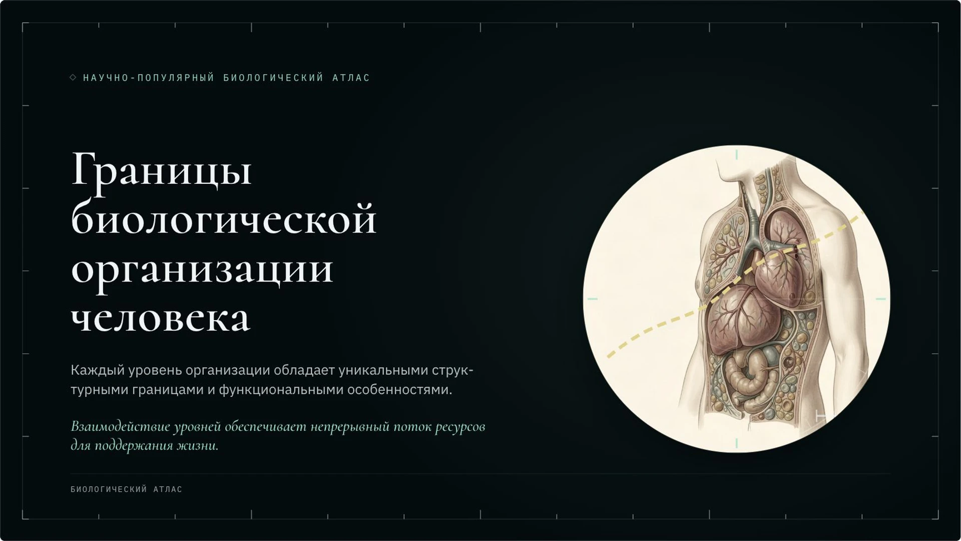 Слайд 3 «Границы биологической организации человека» из презентации «Организм человека: органы и системы органов».