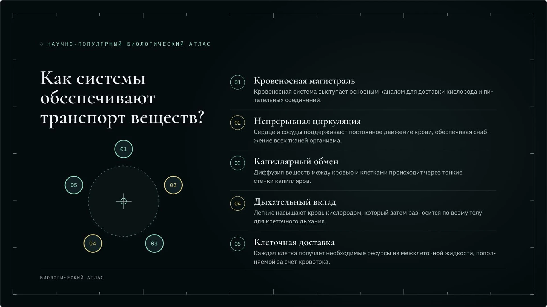 Слайд 6 «Как системы обеспечивают транспорт веществ?» из презентации «Организм человека: органы и системы органов».
