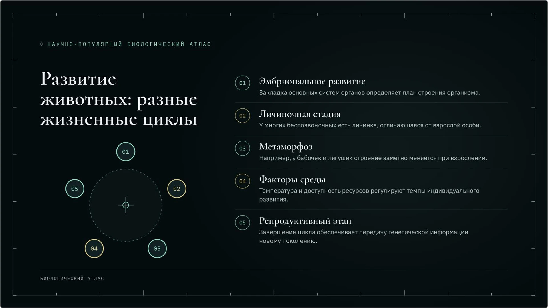 Слайд 6 «Развитие животных: разные жизненные циклы» из презентации «Зоология: как изучают животных».