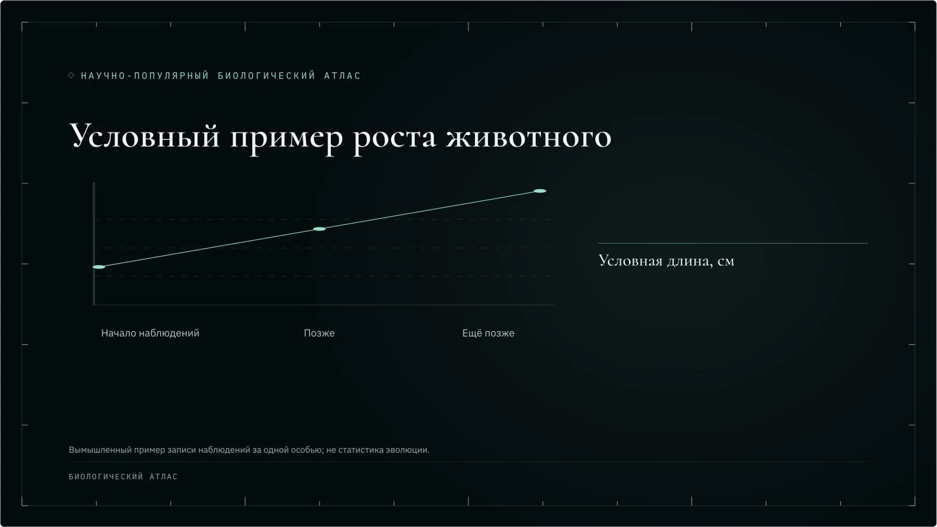 Слайд 8 «Условный пример роста животного» из презентации «Зоология: как изучают животных».