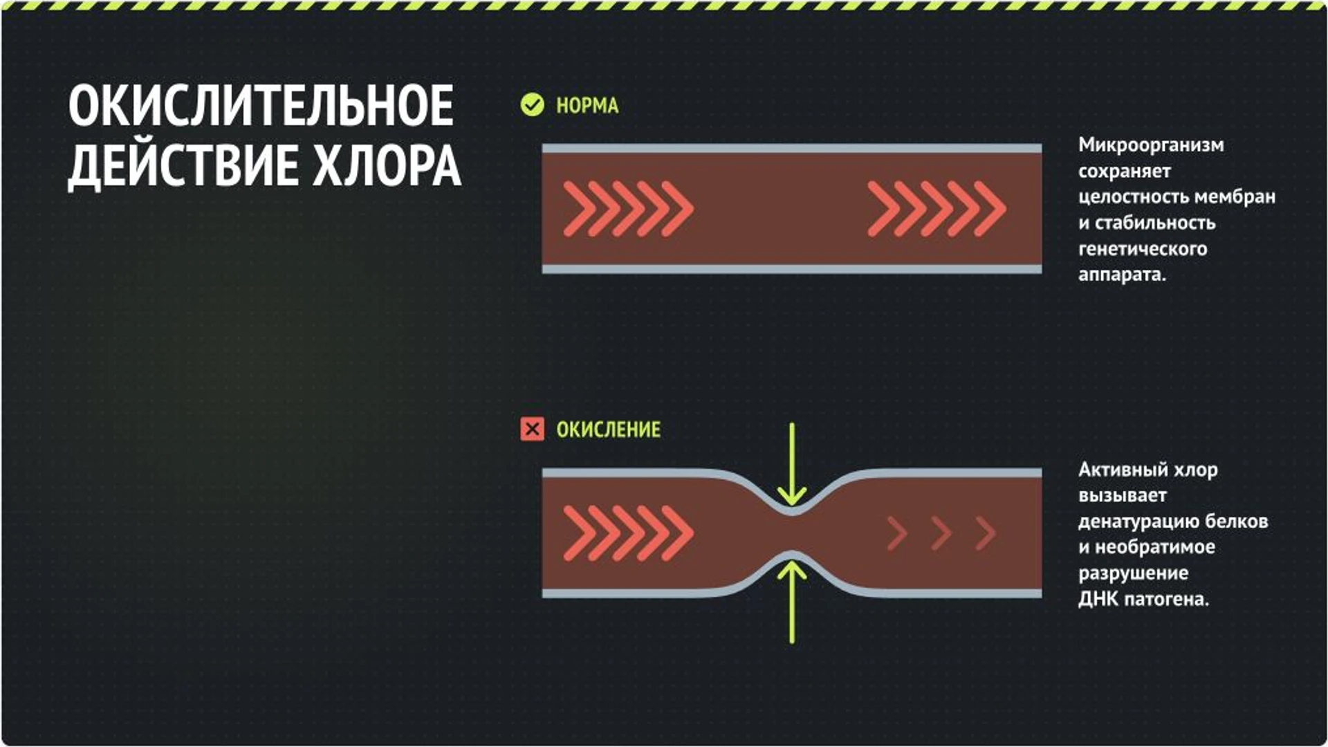 Слайд 4 «Окислительное действие хлора» из презентации «Хлорсодержащие дезинфицирующие средства».