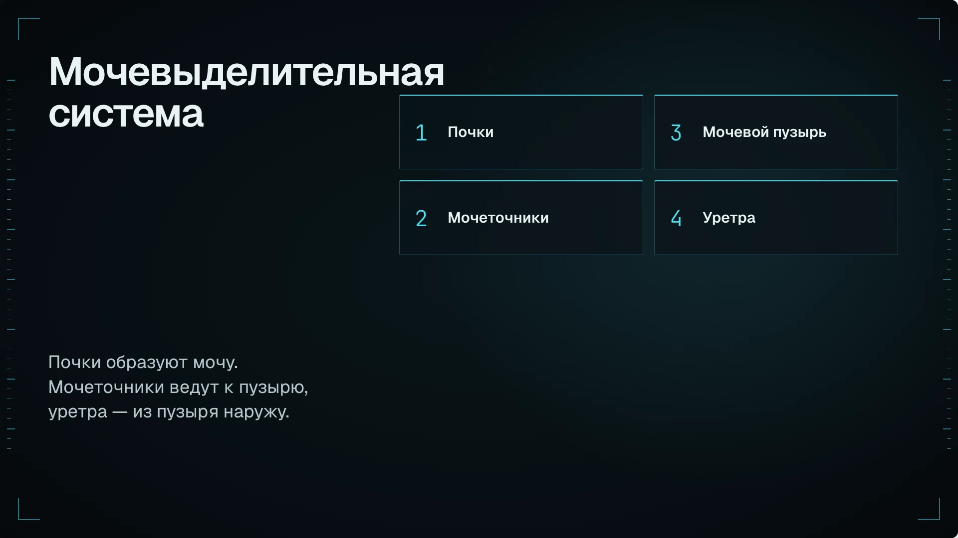 Слайд 3: Мочевыделительная система. Почки образуют мочу, мочеточники проводят её к пузырю, уретра — из пузыря наружу.