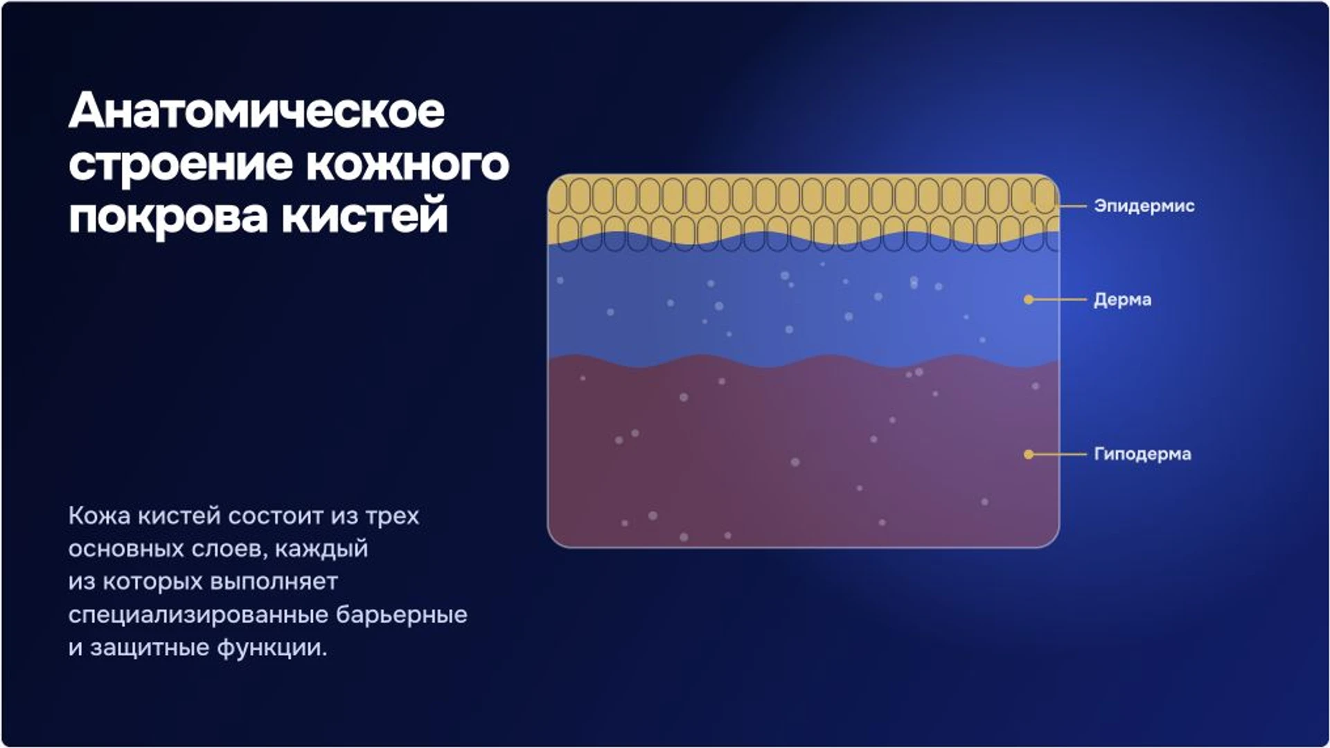 Слайд 3 «Анатомическое строение кожного покрова кистей» из презентации «Заболевания кожи рук: признаки и диагностика».