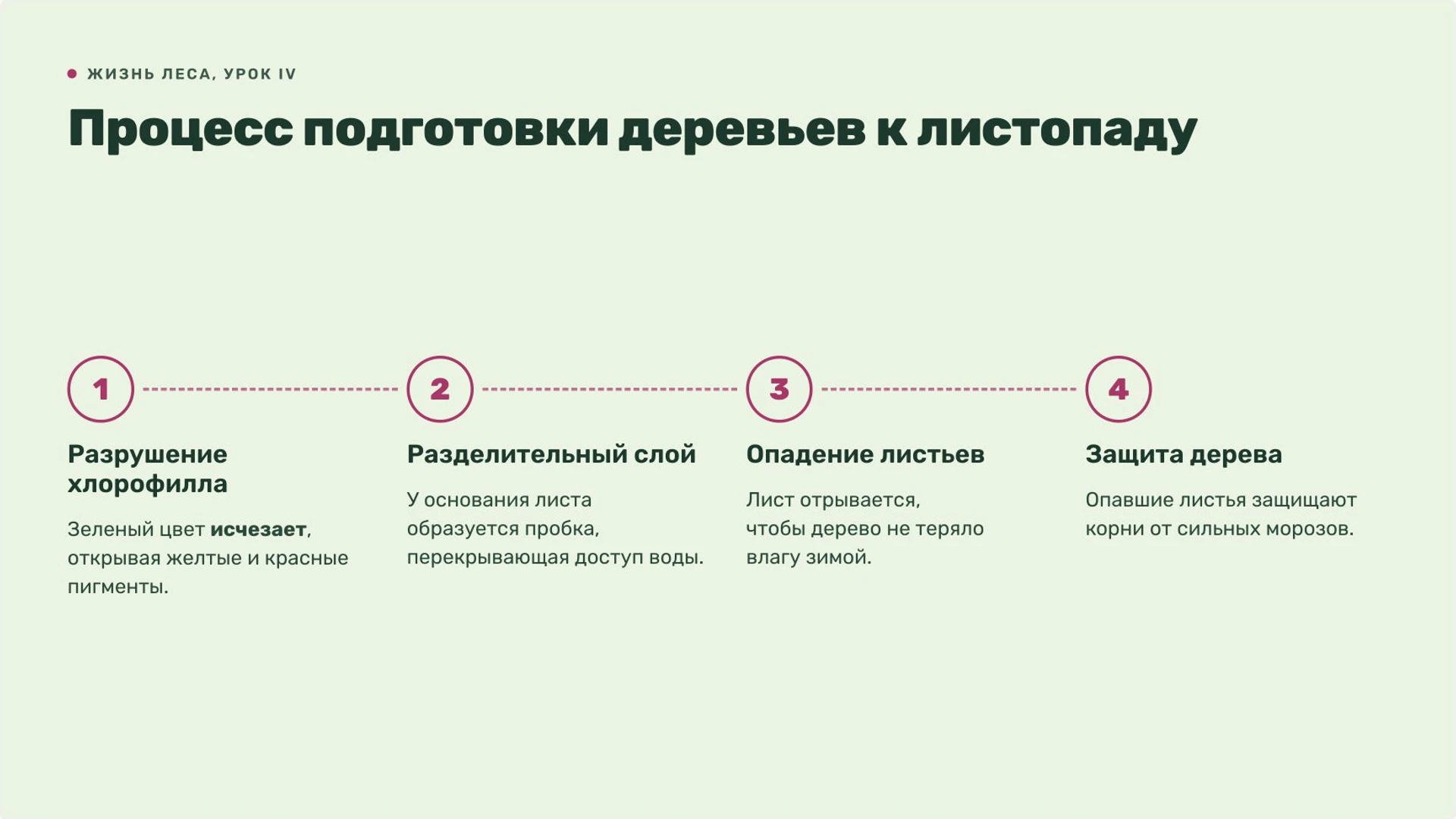 Слайд 4 «Процесс подготовки деревьев к листопаду» из презентации «Осень: изменения в природе».