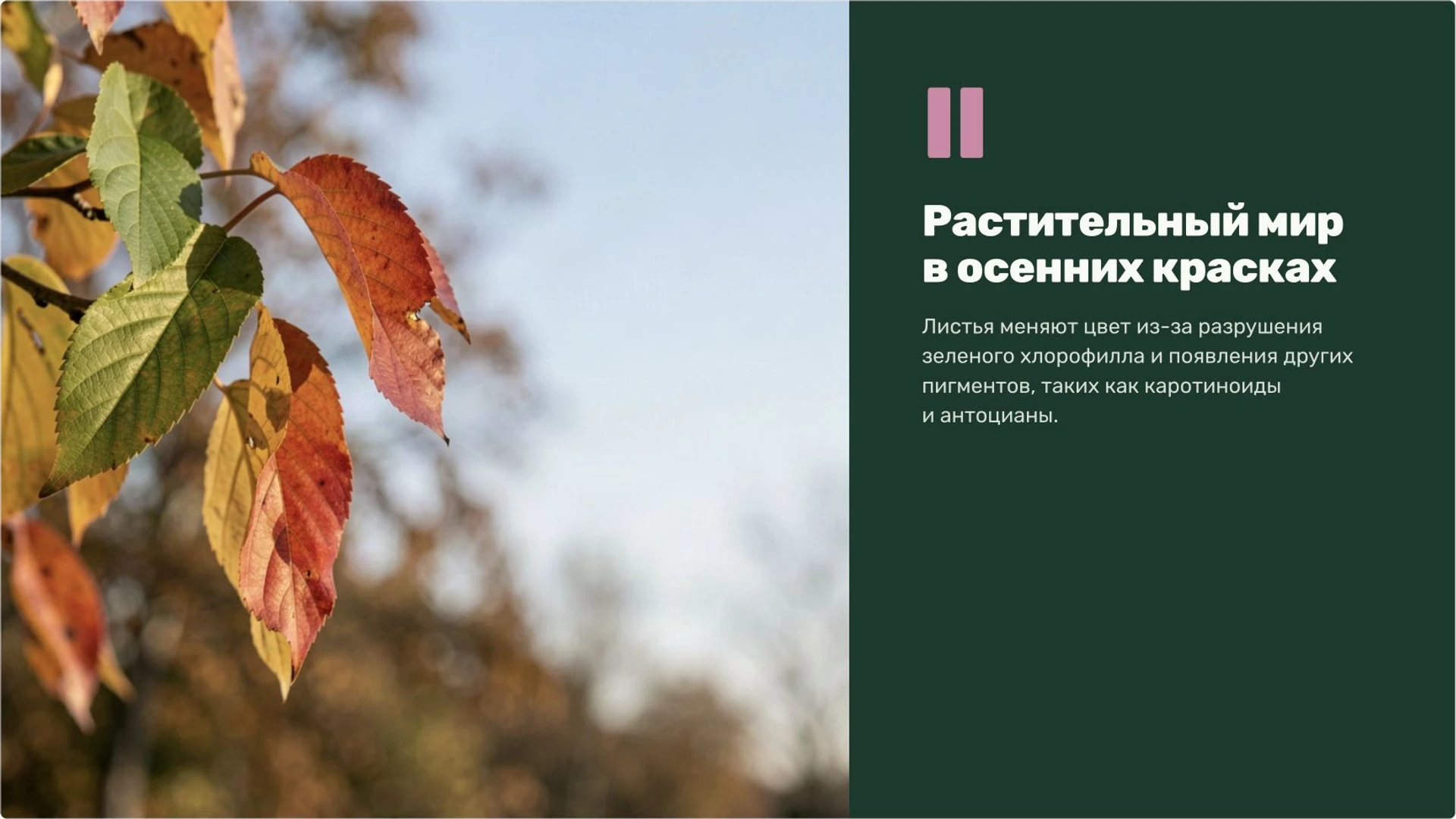 Слайд 5 «Растительный мир в осенних красках» из презентации «Осень: изменения в природе».