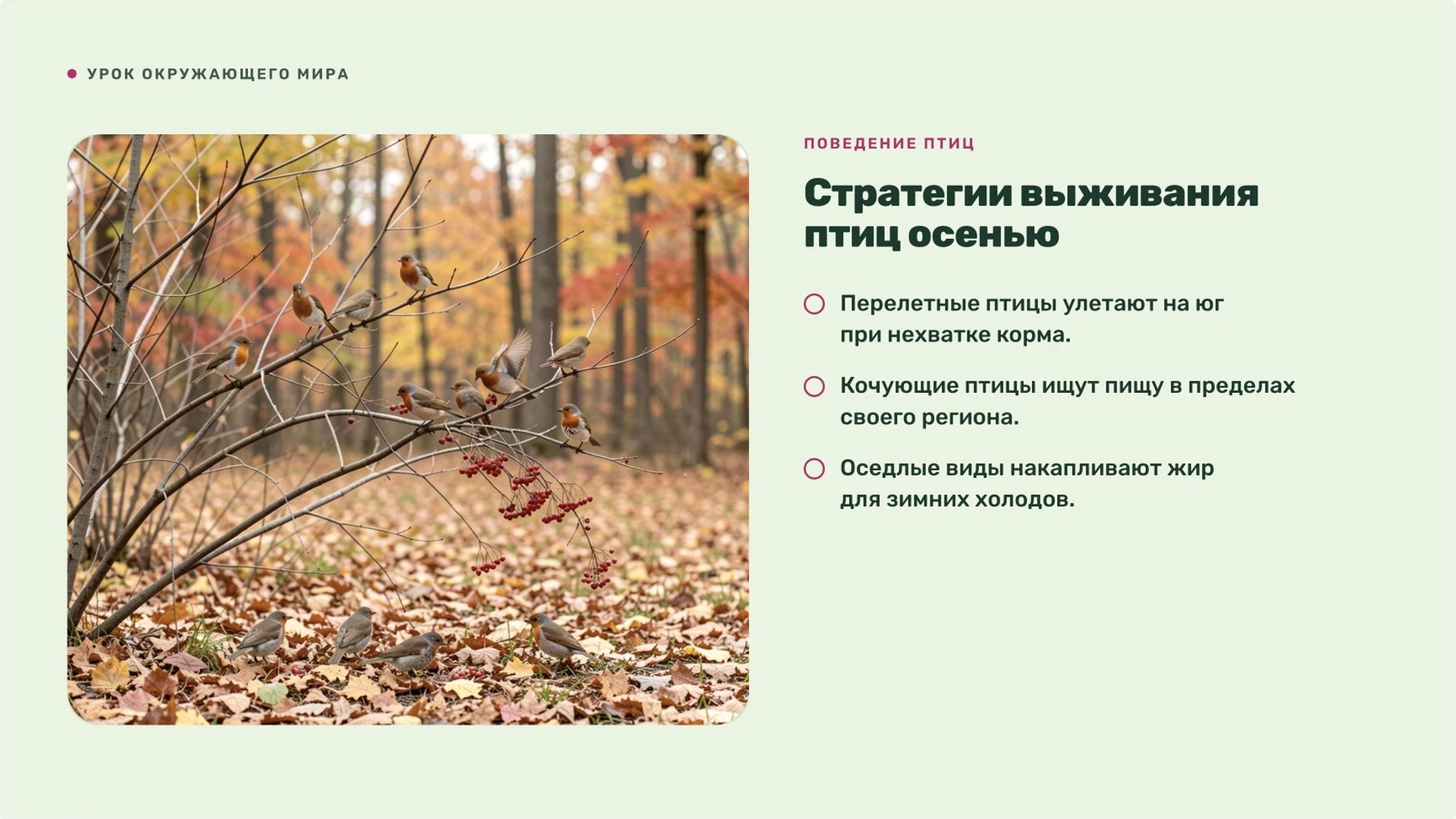 Слайд 6 «Стратегии выживания птиц осенью» из презентации «Осень: изменения в природе».