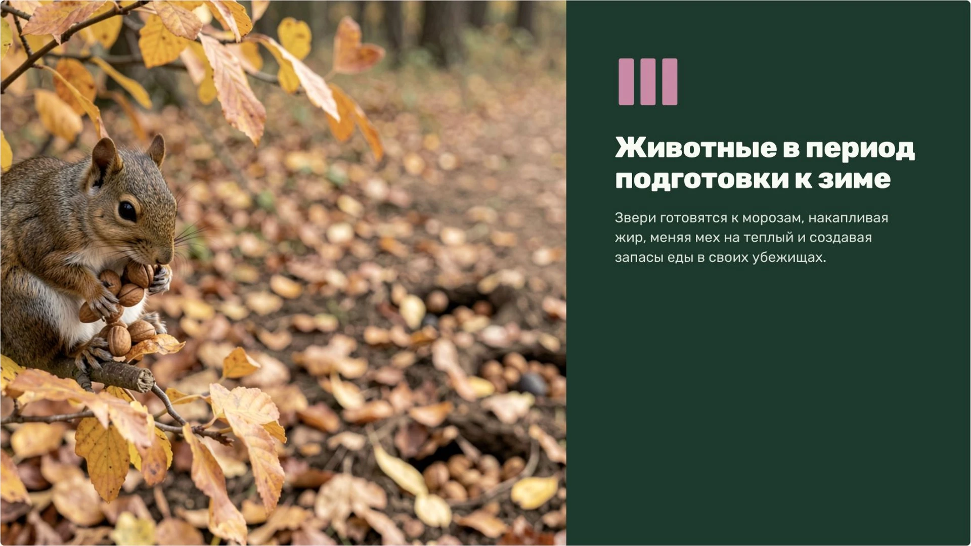 Слайд 8 «Животные в период подготовки к зиме» из презентации «Осень: изменения в природе».