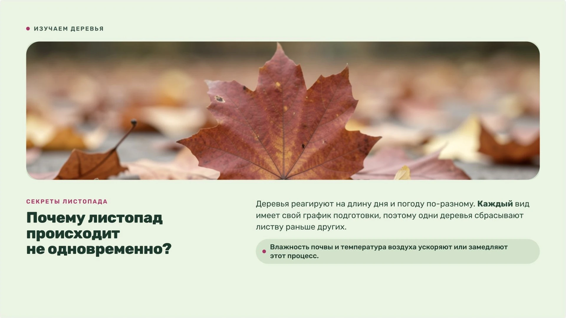 Слайд 9 «Почему листопад происходит не одновременно?» из презентации «Осень: изменения в природе».