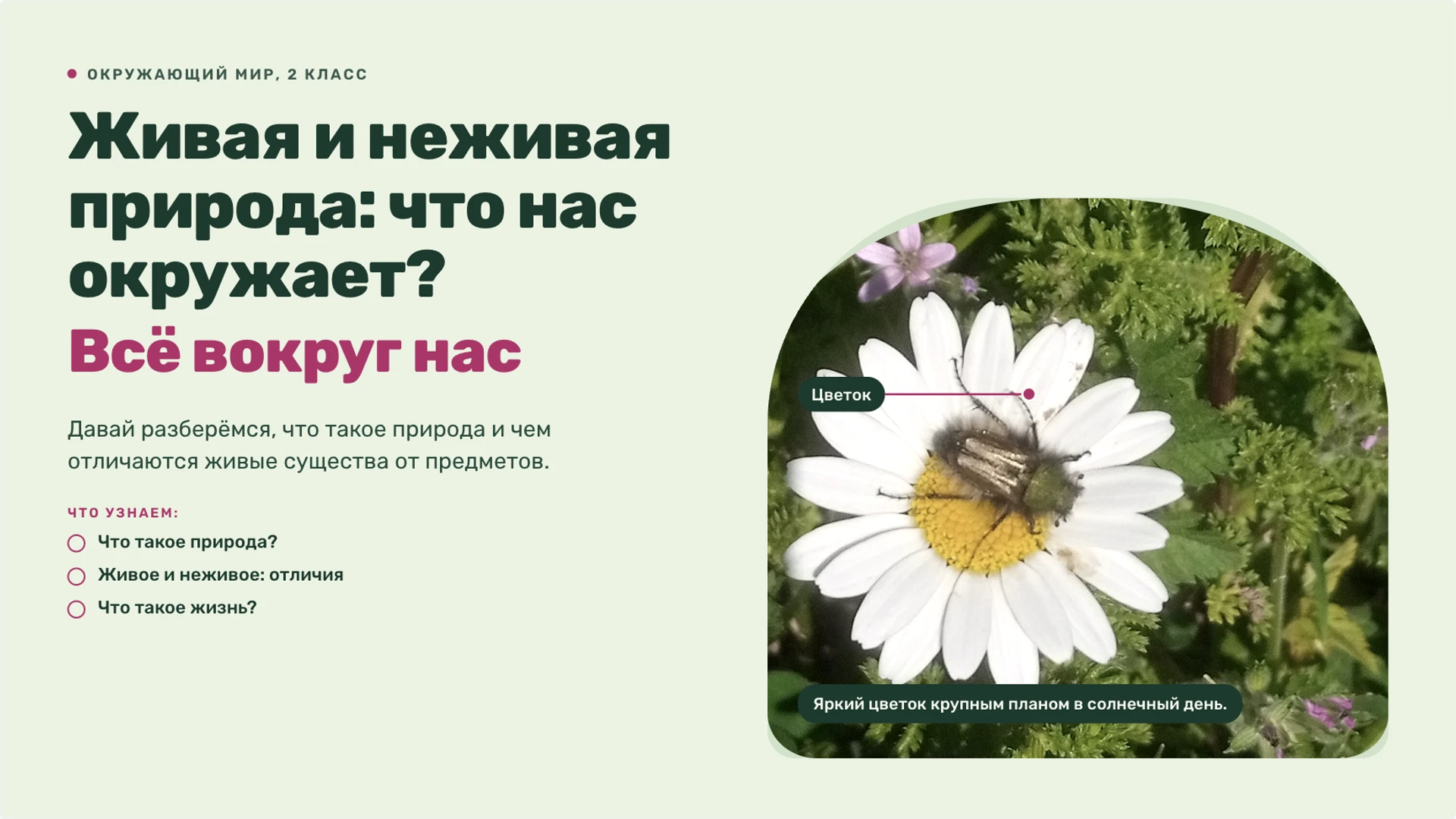 Обложка: Живая и неживая природа