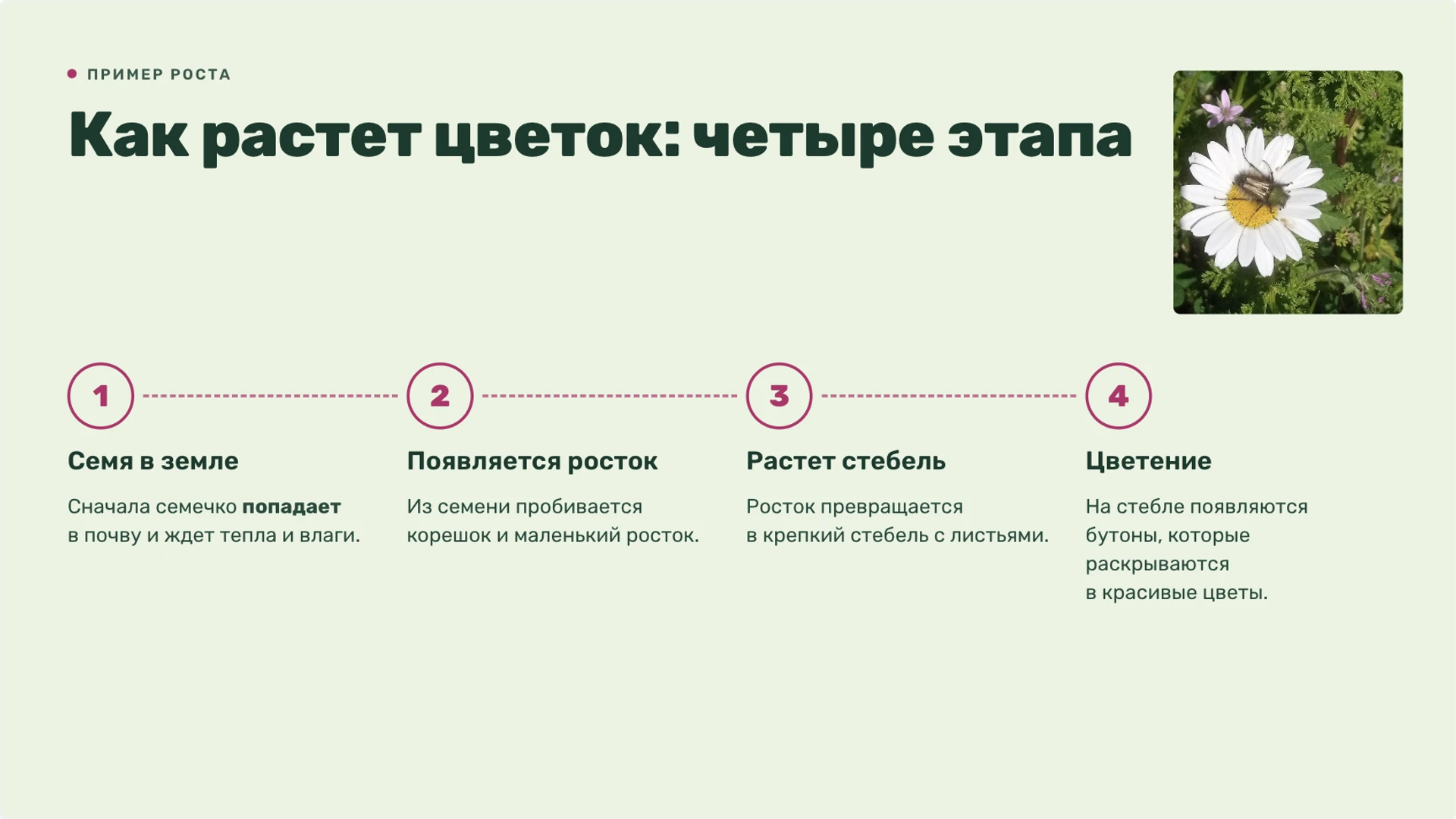 Слайд 4 «Как растет цветок: четыре этапа» из презентации «Живая и неживая природа».