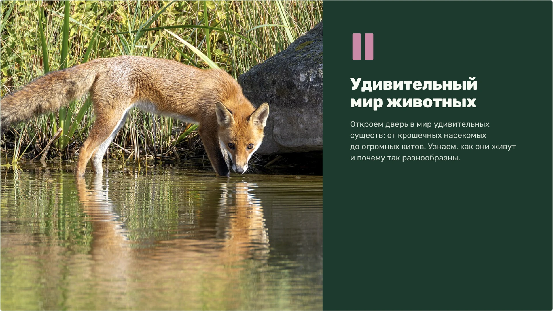 Слайд 5 «Удивительный мир животных» из презентации «Живая и неживая природа».