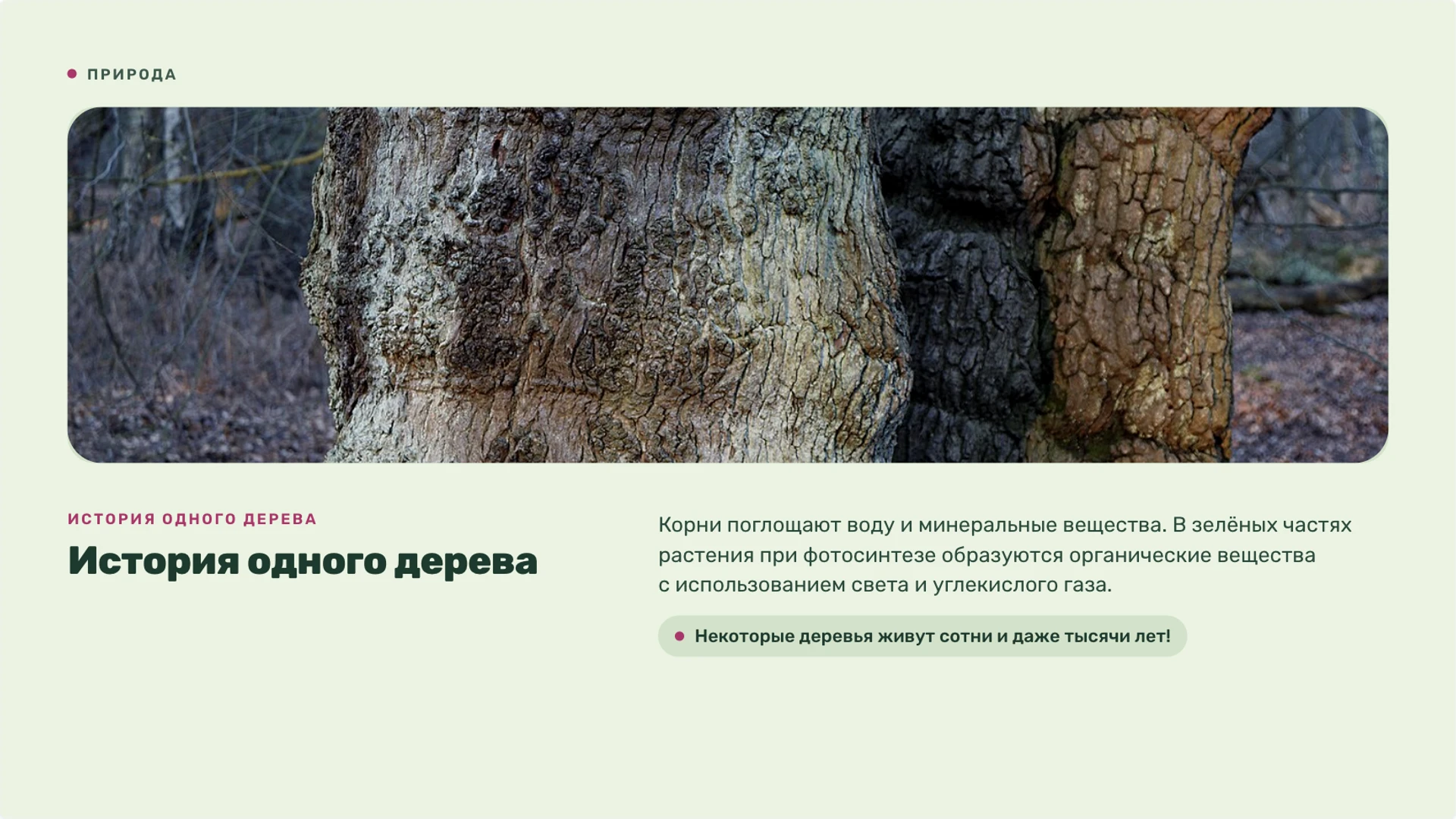 Слайд 9 «История одного дерева» из презентации «Живая и неживая природа».